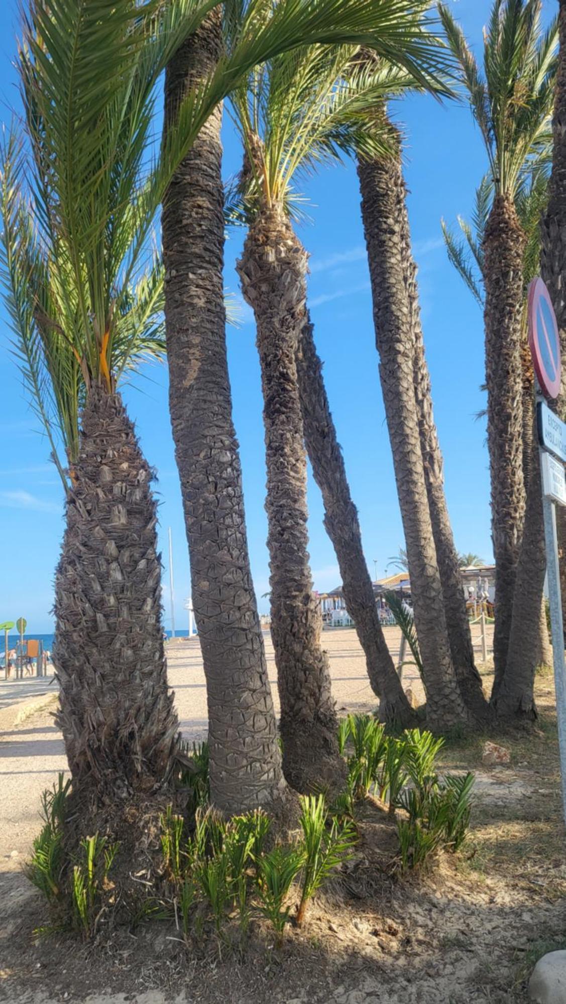 Apartamento Ines, Dehesa De Campoamor,900M From The Sea , Swimming Pool & Tennis Court المظهر الخارجي الصورة